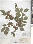 Staphylea trifolia L.