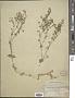 Stellaria aquatica L.