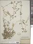 Stellaria prostrata Baldwin