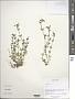 Stellaria sp.