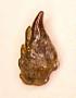 Stemmatodus compactus St.John & Worthen