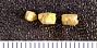 Stemmatodus simplex St.John & Worthen