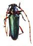 Stenaspis arizonicus