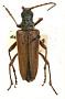 Stenocorus (Stenocorus) uteanus