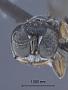 Stenocrabro plesius