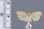 Stenoma leucothea