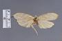 Stenoma major