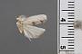 Stenoma phoebe