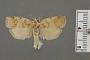 Stenoma thoristes