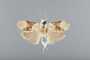 Stenoma tryphon