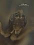 Stenomacrus borealis
