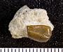 Stenopterodus planus St.John & Worthen