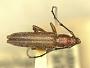 Stenosphenus nigricornis