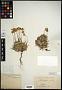 Stenotus acaulis (Nutt.) Nutt.