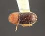 Stephanoderes flavicollis