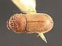 Stephanoderes frontalis