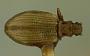 Stereoma bilobatus