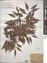 Stereospermum euphorioides (Bojer) A. DC.