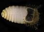 Sternaspis affinis
