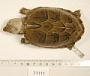 Sternotherus minor