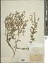 Stevia ovata Willd.