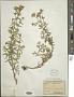Stevia sp.