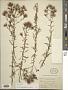 Stevia viscida Kunth