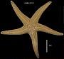 Stichaster striatus