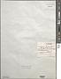 Stigeoclonium lubricum