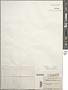 Stigeoclonium lubricum