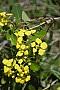 Stigmaphyllon emarginatum (Cav.) A. Juss.