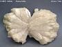 Stilbite