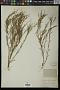 Stillingia linearifolia S. Watson