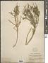 Stillingia paucidentata S. Watson