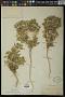Stillingia spinulosa Torr.