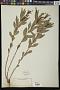 Stillingia sylvatica L.