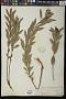 Stillingia sylvatica L.