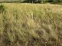 Stipa capillata L.