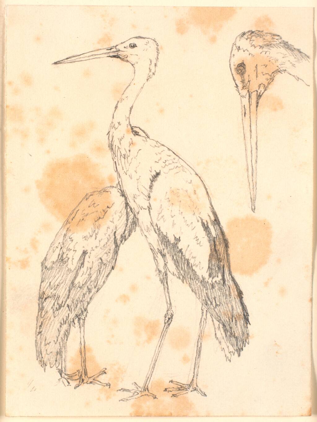 Storke