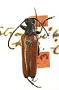 Strangalepta keeni