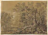 Stream through an Ancient Forest