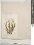 Striaria attenuata (Grev.) Grev.