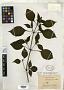 Strobilanthes flexus Benoist