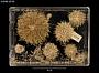 Strongylocentrotus echinoides