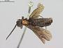 Strongylogaster melanogaster