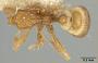 Strumigenys angulata