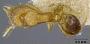 Strumigenys brevicornis