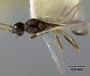Strumigenys decollata