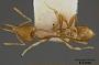 Strumigenys phytibia
