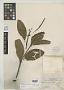Struthanthus oblongifolius Rusby